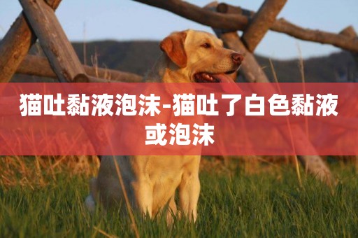 貓吐黏液泡沫-貓吐了白色黏液或泡沫