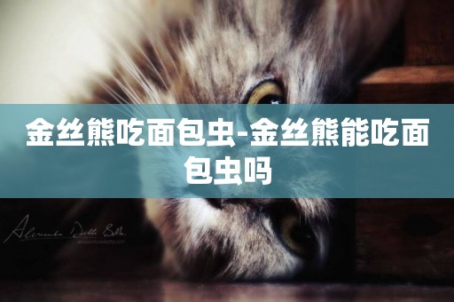 金絲熊吃面包蟲-金絲熊能吃面包蟲嗎