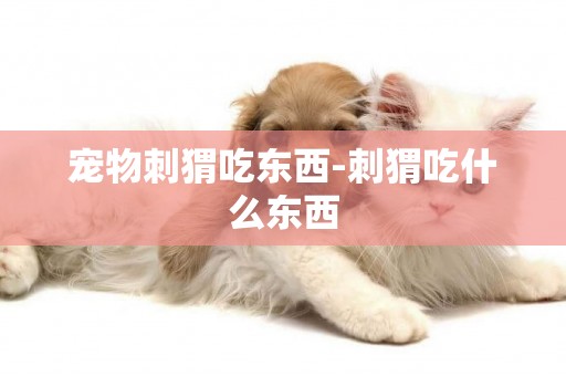 寵物刺猬吃東西-刺猬吃什么東西