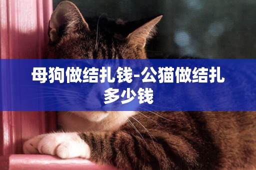 母狗做結扎錢-公貓做結扎多少錢