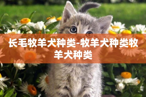 長毛牧羊犬種類-牧羊犬種類牧羊犬種類