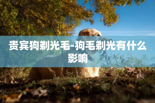 貴賓狗剃光毛-狗毛剃光有什么影響