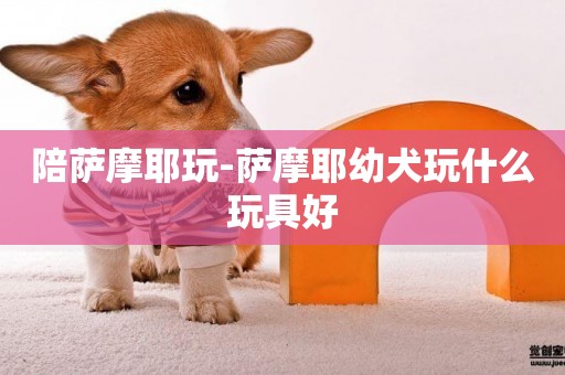 陪薩摩耶玩-薩摩耶幼犬玩什么玩具好