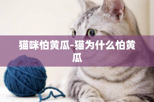 貓咪怕黃瓜-貓為什么怕黃瓜