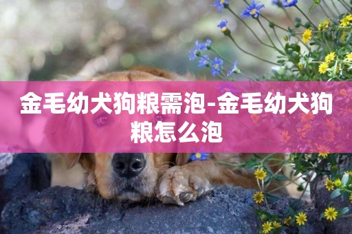 金毛幼犬狗糧需泡-金毛幼犬狗糧怎么泡