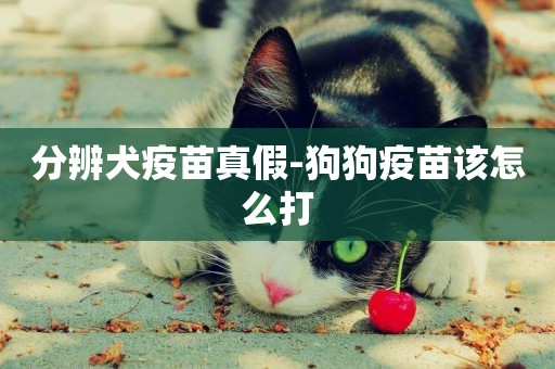分辨犬疫苗真假-狗狗疫苗該怎么打
