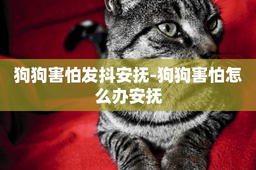 狗狗害怕發抖安撫-狗狗害怕怎么辦安撫