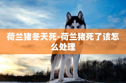 荷蘭豬冬天死-荷蘭豬死了該怎么處理