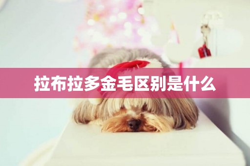 拉布拉多金毛區別是什么