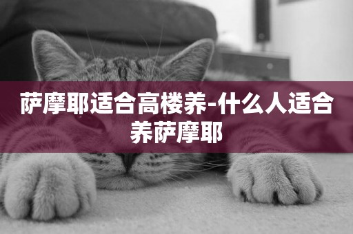 薩摩耶適合高樓養-什么人適合養薩摩耶