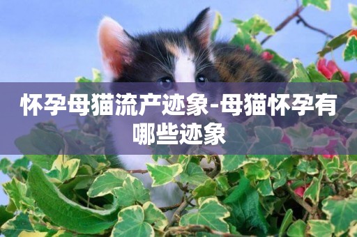 懷孕母貓流產跡象-母貓懷孕有哪些跡象