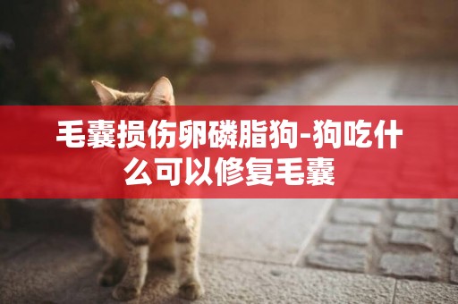 毛囊損傷卵磷脂狗-狗吃什么可以修復毛囊