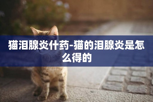 貓淚腺炎什藥-貓的淚腺炎是怎么得的