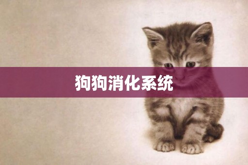 狗狗消化系統