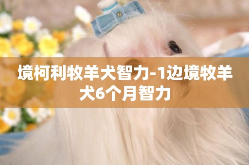 境柯利牧羊犬智力-1邊境牧羊犬6個月智力