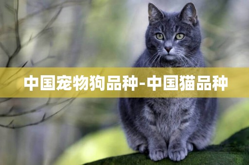 中國寵物狗品種-中國貓品種