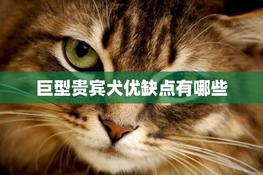 巨型貴賓犬優缺點有哪些