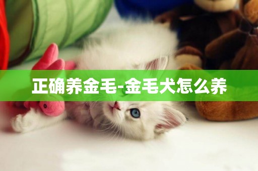 正確養金毛-金毛犬怎么養