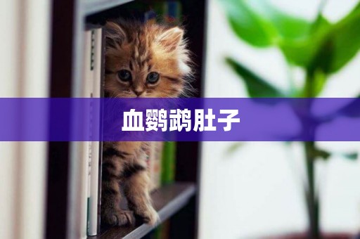 血鸚鵡肚子