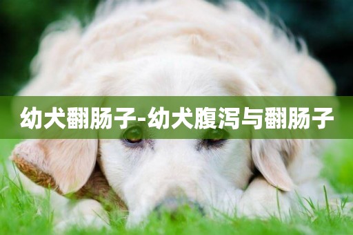 幼犬翻腸子-幼犬腹瀉與翻腸子