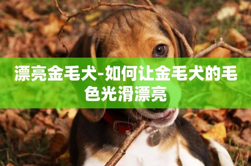 漂亮金毛犬-如何讓金毛犬的毛色光滑漂亮