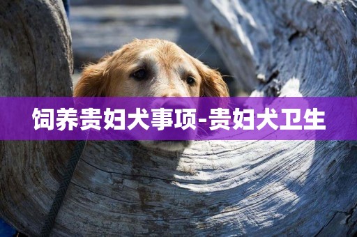 飼養貴婦犬事項-貴婦犬衛生