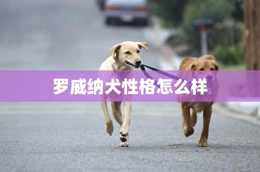 羅威納犬性格怎么樣