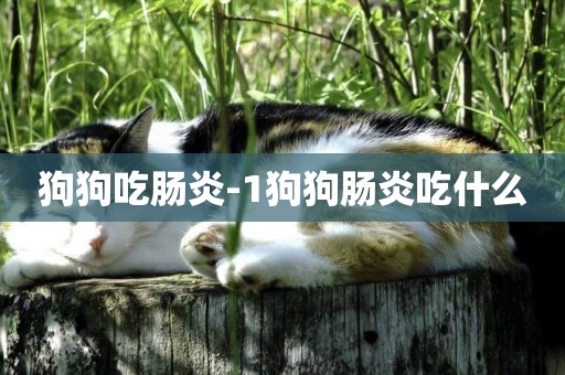 狗狗吃腸炎-1狗狗腸炎吃什么