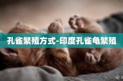 孔雀繁殖方式-印度孔雀龜繁殖
