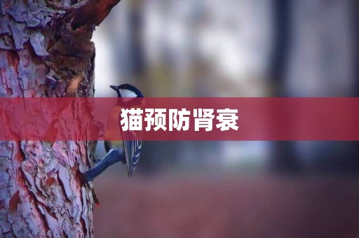 貓預防腎衰