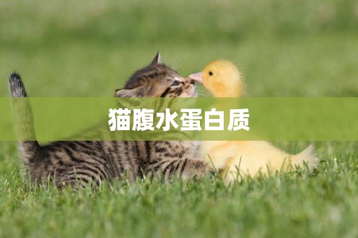 貓腹水蛋白質