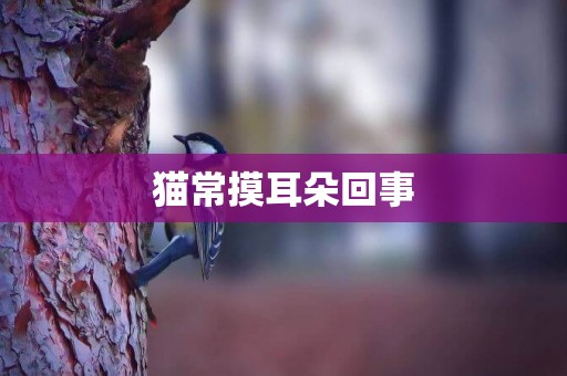 貓常摸耳朵回事