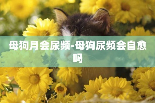 母狗月會尿頻-母狗尿頻會自愈嗎
