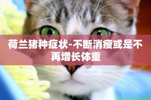荷蘭豬種癥狀-不斷消瘦或是不再增長體重