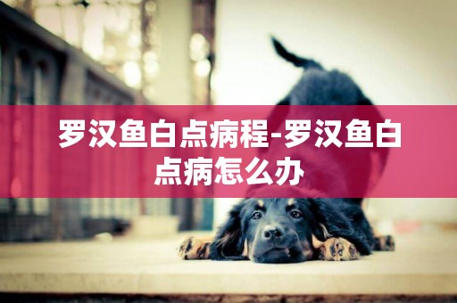 羅漢魚白點病程-羅漢魚白點病怎么辦