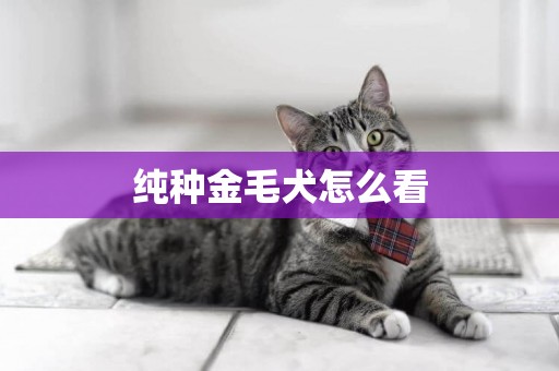 純種金毛犬怎么看