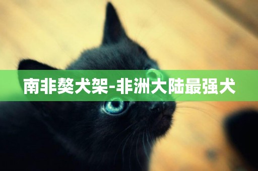 南非獒犬架-非洲大陸最強犬