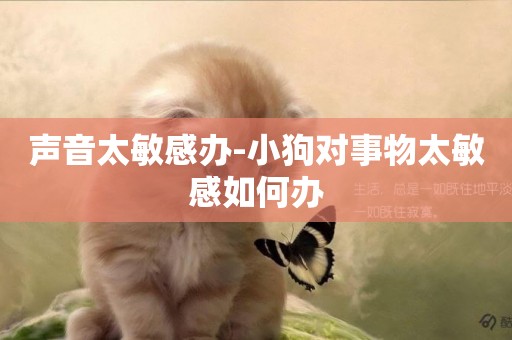 聲音太敏感辦-小狗對事物太敏感如何辦