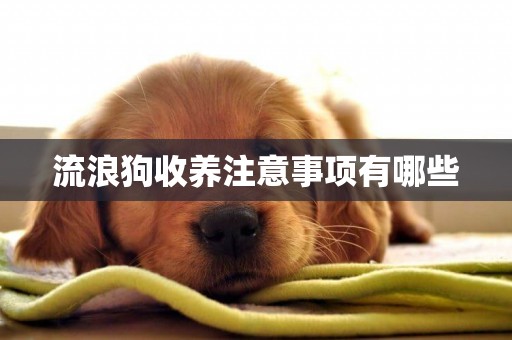 流浪狗收養注意事項有哪些