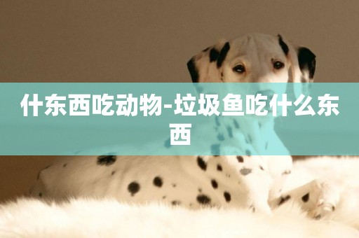 什東西吃動物-垃圾魚吃什么東西