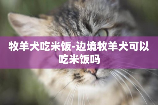 牧羊犬吃米飯-邊境牧羊犬可以吃米飯嗎