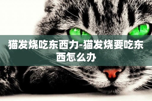 貓發燒吃東西力-貓發燒要吃東西怎么辦
