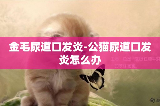 金毛尿道口發炎-公貓尿道口發炎怎么辦
