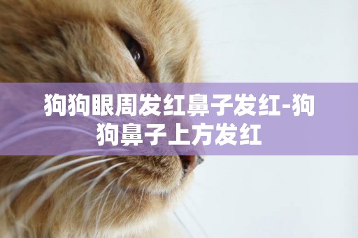 狗狗眼周發紅鼻子發紅-狗狗鼻子上方發紅