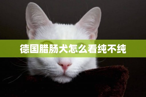 德國臘腸犬怎么看純不純