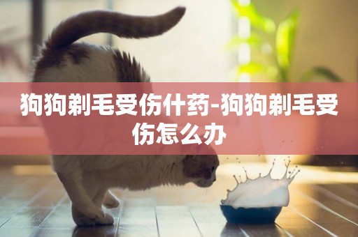 狗狗剃毛受傷什藥-狗狗剃毛受傷怎么辦
