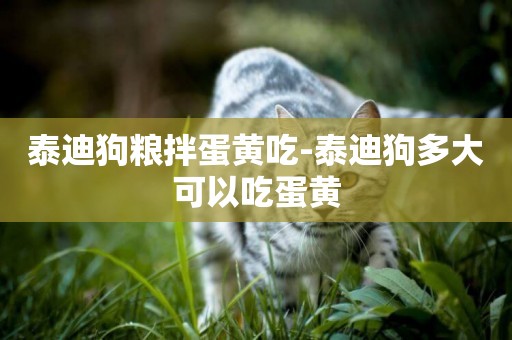 泰迪狗糧拌蛋黃吃-泰迪狗多大可以吃蛋黃