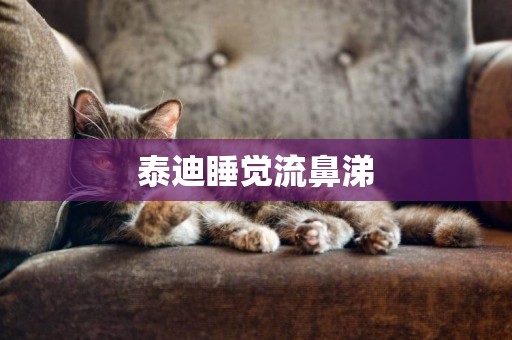 泰迪睡覺流鼻涕