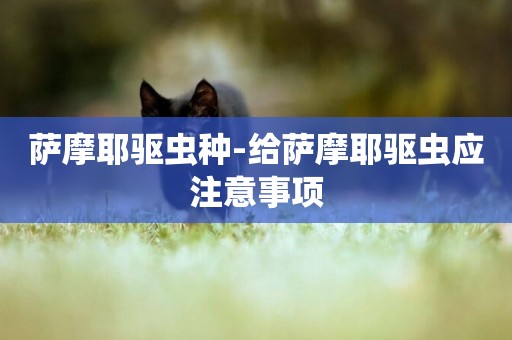薩摩耶驅蟲種-給薩摩耶驅蟲應注意事項