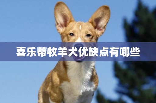 喜樂蒂牧羊犬優缺點有哪些